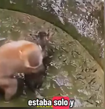 V1802004 Monito rescata un gato miren su reacción al final (Parte 2)