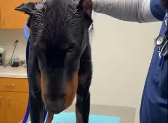 F1002010 rescued dog on rain (Part 2)