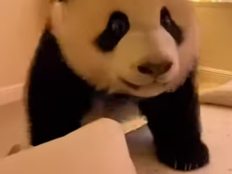 F1002016 panda just tumbled down slope (Part 2)