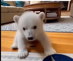 F1002009 polar bear cub fell into water (Part 2)