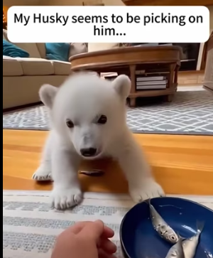 F1002009 polar bear cub fell into water (Part 2)