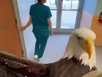 F1002012 eagle fell sky (Part 2)