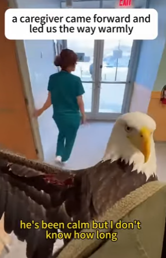 F1002012 eagle fell sky (Part 2)