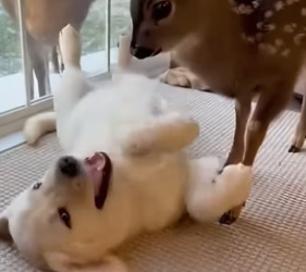 F1002011 saved my mother deer because of my dog (Part 2)