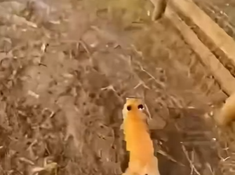 F1002001 fox enters flock of sheep (Part 2)