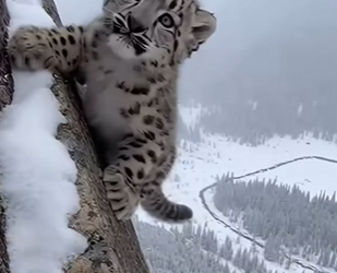 F0802010 snow leopard ran to me help (Part 2)