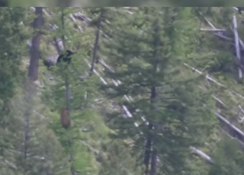 C1002008 Big Black Bear Climbs Tree In Fear (Part 2)