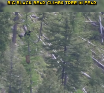 C1002008 Big Black Bear Climbs Tree In Fear (Part 2)