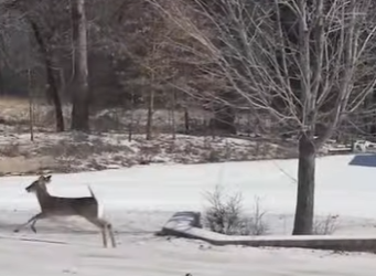 C1002012 Meet Rosie, an extraordinary deer who seems to think she dog! (Part 2)