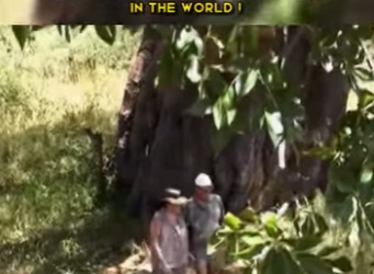 C1002009 must be most relaxed hippo in world (Part 2)