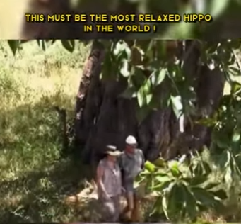 C1002009 must be most relaxed hippo in world (Part 2)
