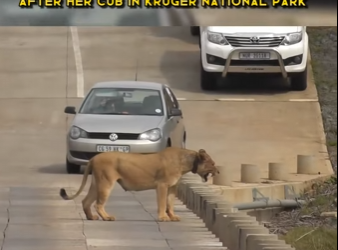 C1002014 Lioness jumps off Crocodile bridge after her cub in Kruger National (Part 2)