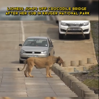 C1002014 Lioness jumps off Crocodile bridge after her cub in Kruger National (Part 2)