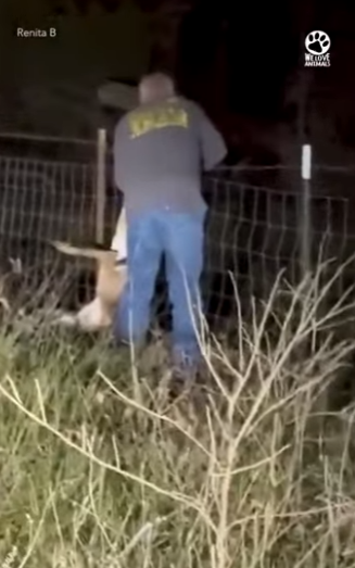 I0202007 Man refuses to leave trapped deer (Part 2)