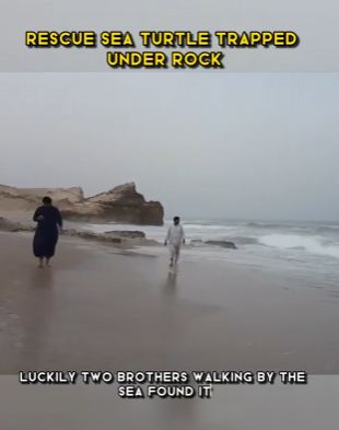 C1002016 Rescue Sea Turtle Trapped under Rock (Part 2)