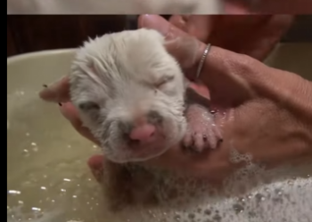 C1002013 Pit Bull her newborn pups get rescued, but what happens next wi (Part 2)