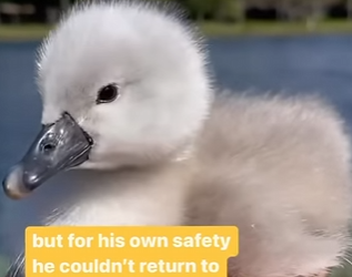 I1002013 Little sick baby swan was abandoned by his family (Part 2)
