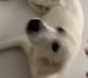 I1002014 Woman can find her crying kitten (Part 2)