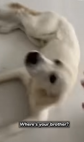 I1002014 Woman can find her crying kitten (Part 2)