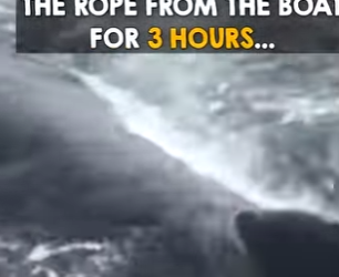 I1002015 Man rides whale all right reasons (Part 2)