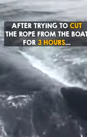 I1002015 Man rides whale all right reasons (Part 2)