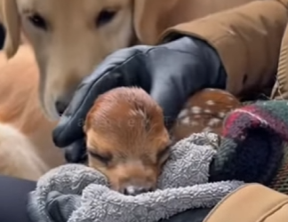 P1602004 I Went Camping to Be Alone, But My Dog Brought Me a Baby Deer That Changed Everything (Part 2)