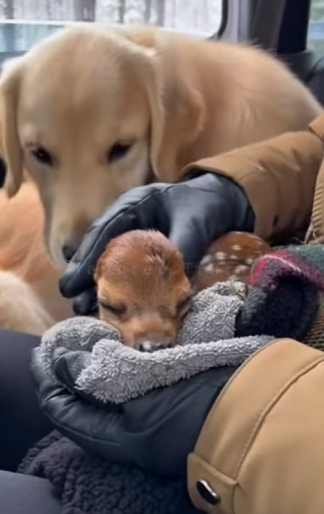 P1602004 I Went Camping to Be Alone, But My Dog Brought Me a Baby Deer That Changed Everything (Part 2)