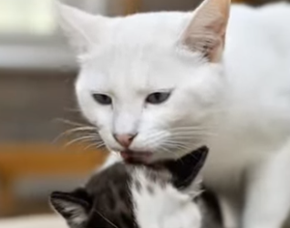 P1602003 I accidentally saved a baby puma and raised her with my cat (Part 2)