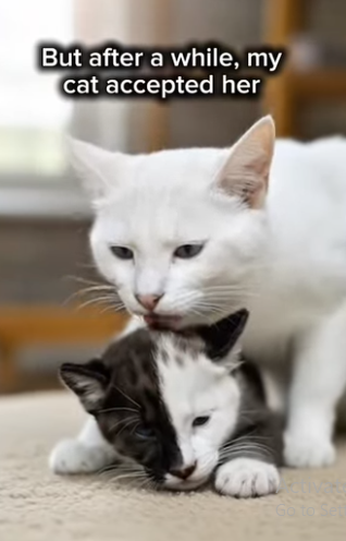 P1602003 I accidentally saved a baby puma and raised her with my cat (Part 2)