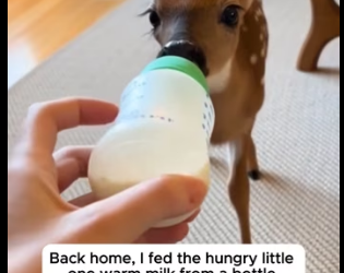 P1602022 She Saved The Baby Deer That Was Left Behind (Part 2)