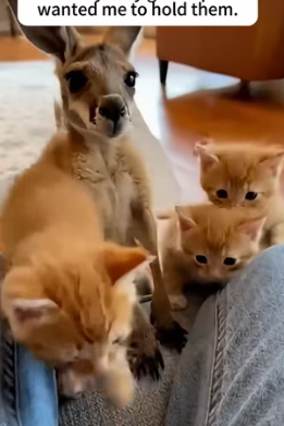 P1602021 My cat brought back a baby kangaroo (Part 2)