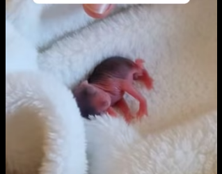 P1602020 She Found A Baby Squirrel On Her Car Seat (Part 2)