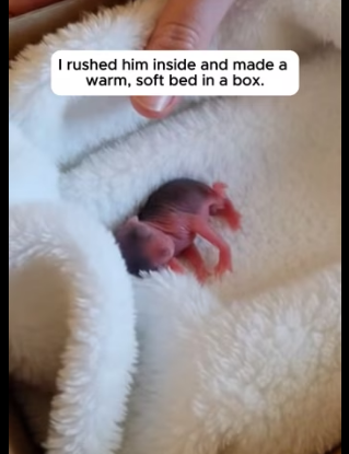 P1602020 She Found A Baby Squirrel On Her Car Seat (Part 2)