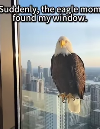 P1602011 She waited outside my window for weeks just to see her babies (Part 2)