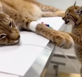 P1602010 Finding a Lynx Bound to a Tree in Its Final Moments (Part 2)