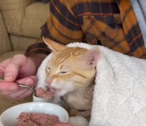 P1602015 I Rescued a Starving Cat… then She Revealed Her Biggest Secret (Part 2)