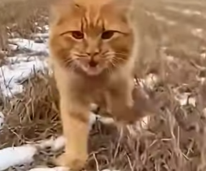 P1602012 Farm Cat vs. Leopard_ A Tense Rescue Mission (Part 2)