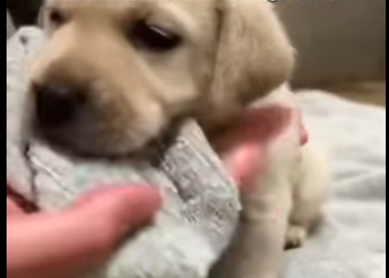 P1602013 On my way home, I noticed something tied behind abandoned house (Part 2)