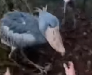 P1602009 Care answered the silent call (Part 2)