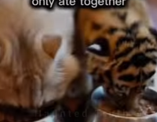 P1602005 I pulled him from snow… You Can’t Believe What Happened Next (Part 2)