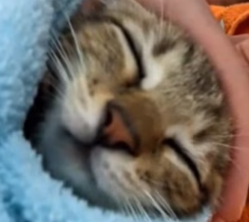 P1602024 Found Kitten Next to Her Mother (Part 2)