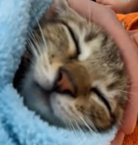 P1602024 Found Kitten Next to Her Mother (Part 2)