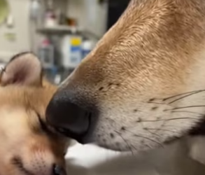 P1602023 Mother wolf was desperate to her pup (Part 2)