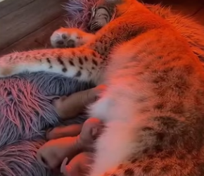 P1602006 Big Cat in snow