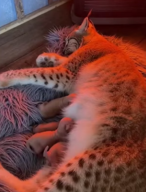 P1602006 Big Cat in snow