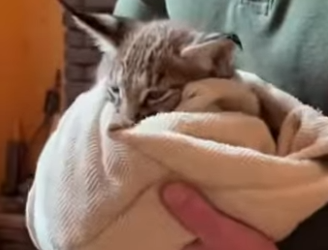 P1602018 I Rescued a Tiny Lynx, But He Returned With a Miracle (Part 2)