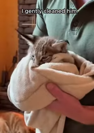 P1602018 I Rescued a Tiny Lynx, But He Returned With a Miracle (Part 2)