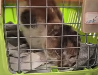 R0402003 Un rescate lleno de esperanza (Parte 2)