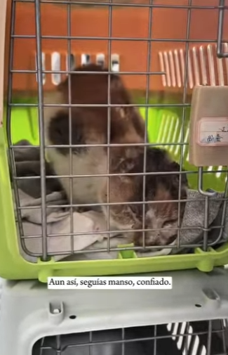 R0402003 Un rescate lleno de esperanza (Parte 2)