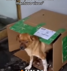 M1602022 💔🐾 “Nos dejaron morir dentro de una caja… pero el amor nos mantuvo vivos” (Parte 2)